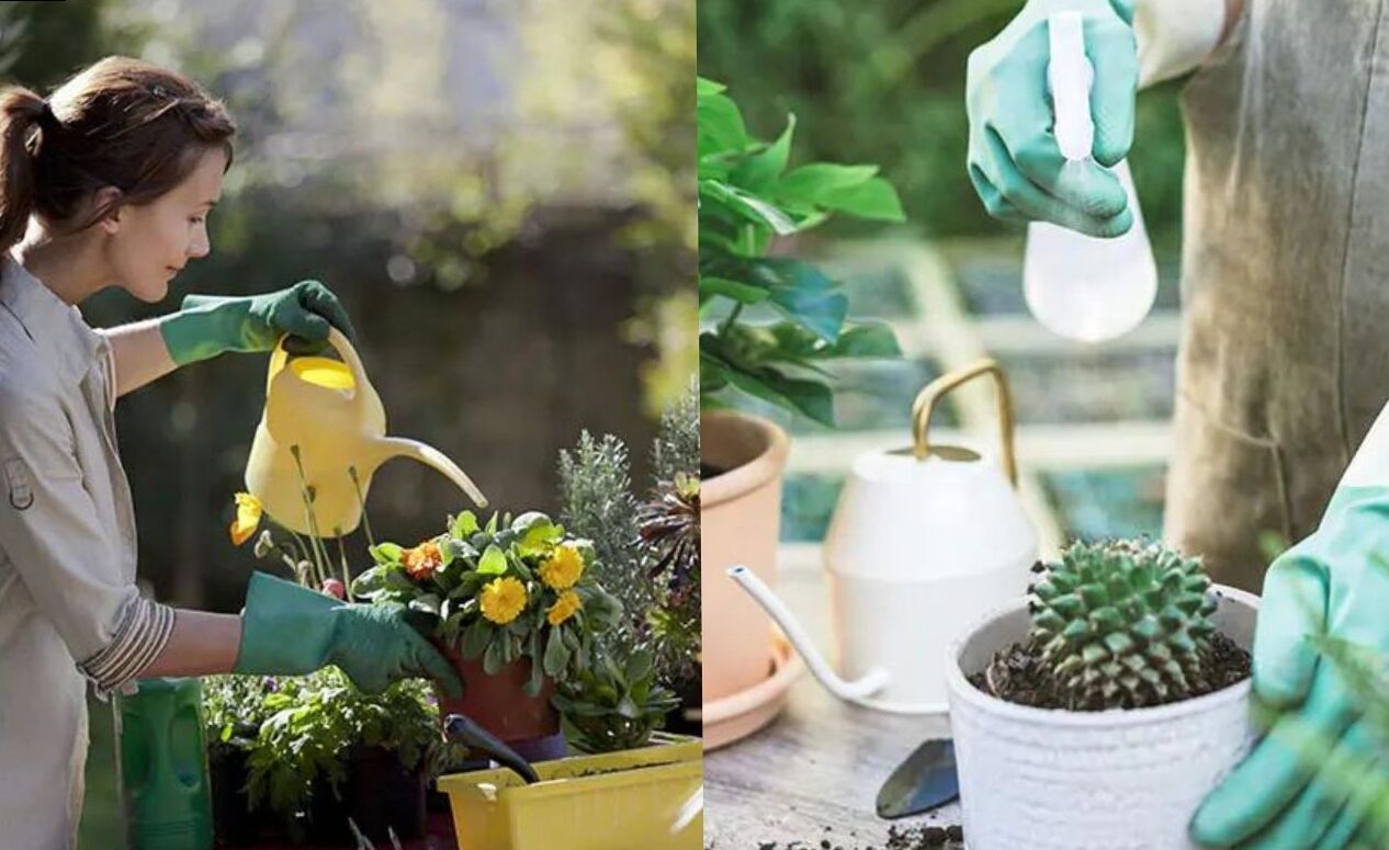 ¿Con qué frecuencia se deben regar las plantas durante el invierno?