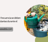 ¿Con qué frecuencia se deben regar las plantas durante el invierno?