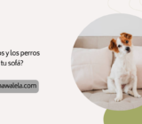 ¿Los niños y los perros ensucian tu sofá?